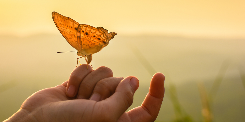 Being in the present moment. Осознанность бабочки. Butterfly on your hands.